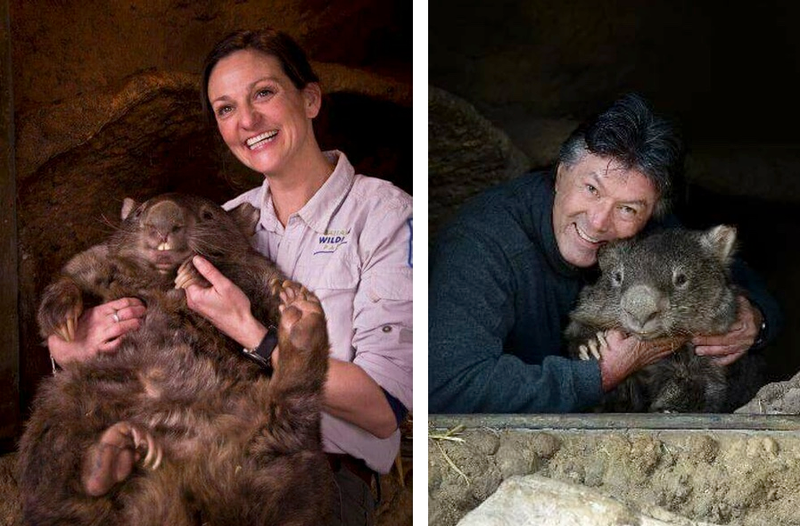 Internet-famous Patrick the wombat with some humans at the Ballarat Wildlife Park in Victoria, Australia (Facebook/Ballarat Wildlife Park)